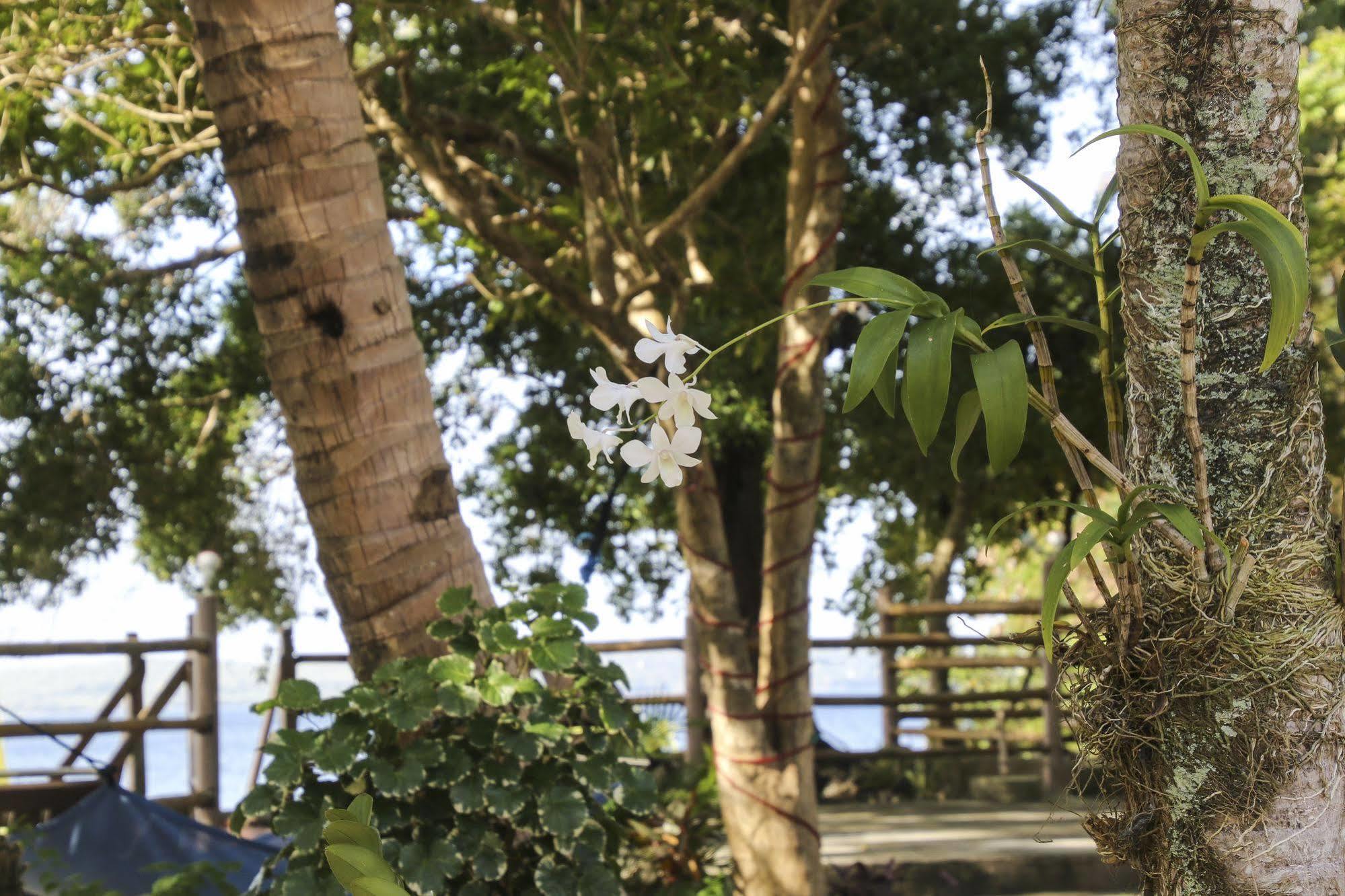 Isla Hayahay Beach Resort And Restaurant Calape Ngoại thất bức ảnh